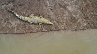 Cheetah's Burning Plains Cheetah's Burning Plains