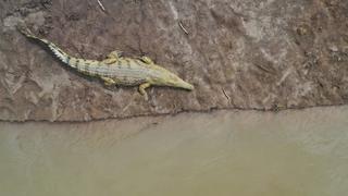 Cheetah's Burning Plains