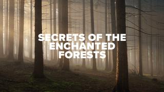 Secrets of the Enchanted Forests