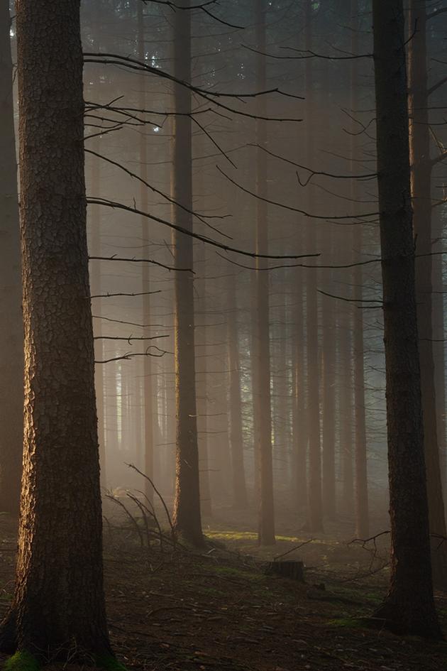 Secrets of the Enchanted Forests