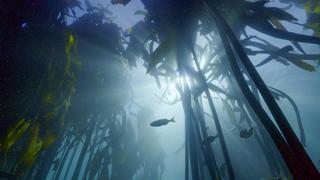 Water Worlds Water Worlds