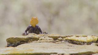Caracal, the Bush on Fire Caracal, the Bush on Fire