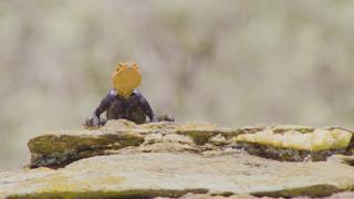 Wild Dogs, Tough Territory Wild Dogs, Tough Territory