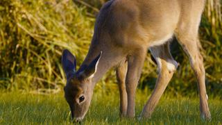 Deer Deer