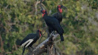 Ground Hornbill: Redemption Song Ground Hornbill: Redemption Song
