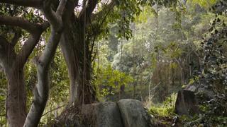 Bigfoot and Yetis: Part 1 Bigfoot and Yetis: Part 1