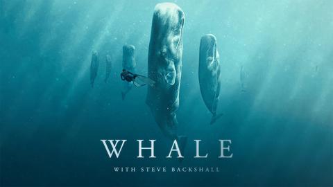 Whale with Steve Backshall