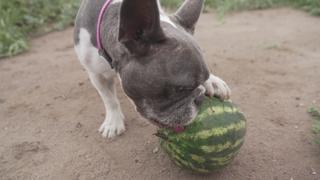 Mission: Melon Mission: Melon