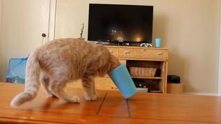 Cats Off The Cuff