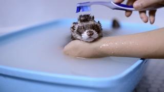 Extraordinary Exotic Pets Extraordinary Exotic Pets