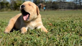 Pure Puppy Cuteness Pure Puppy Cuteness