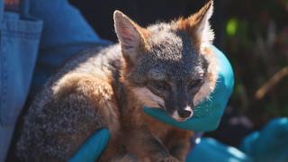 The Lost Fox of the Channel Islands