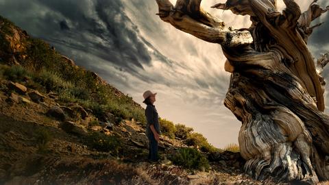 Trees, and Other Entanglements