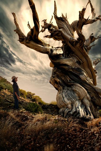 Trees, and Other Entanglements