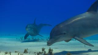 Ocean Hunters Ocean Hunters