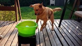 Best Pets of the Month