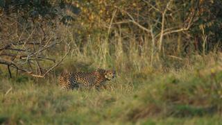 Cheetahs: Fastest on Earth!