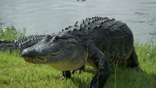 See You Later, Alligator! See You Later, Alligator!