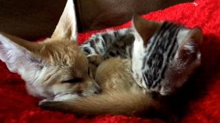 Burrow Builders Burrow Builders