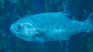 The Forest Beneath the Sea