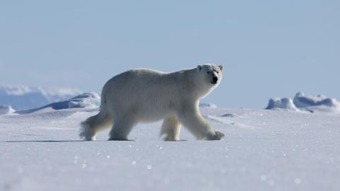 Baffin Island