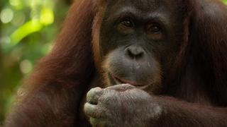 Islands: Nature's Wild Laboratories