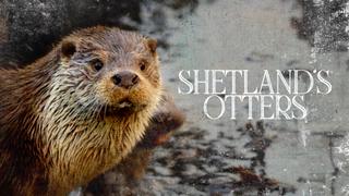 Shetland's Otters