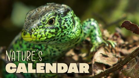 Nature's Calendar