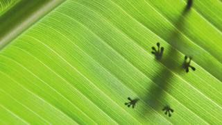 The Three Sisters & Food Security