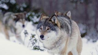 Into the Wolf Den Into the Wolf Den