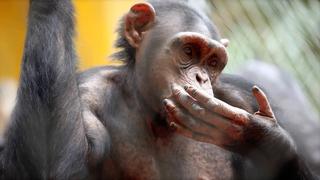 Ducks, Geese, Swans and More