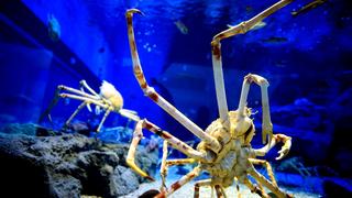 Aquatic Monsters Aquatic Monsters