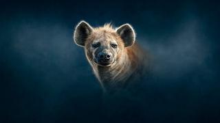 Planet Earth: Dynasties II