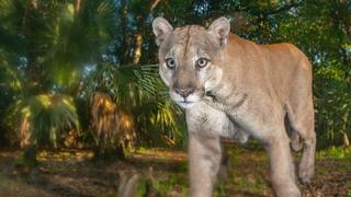 Mutual of Omaha's Wild Kingdom Protecting the Wild