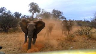 Humans VS. Everything ----- Humans vs Wildlife