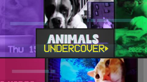 Animals Undercover Summer Day Out!