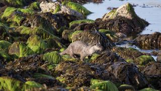 Shetland's Otters