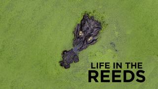 Life in the Reeds
