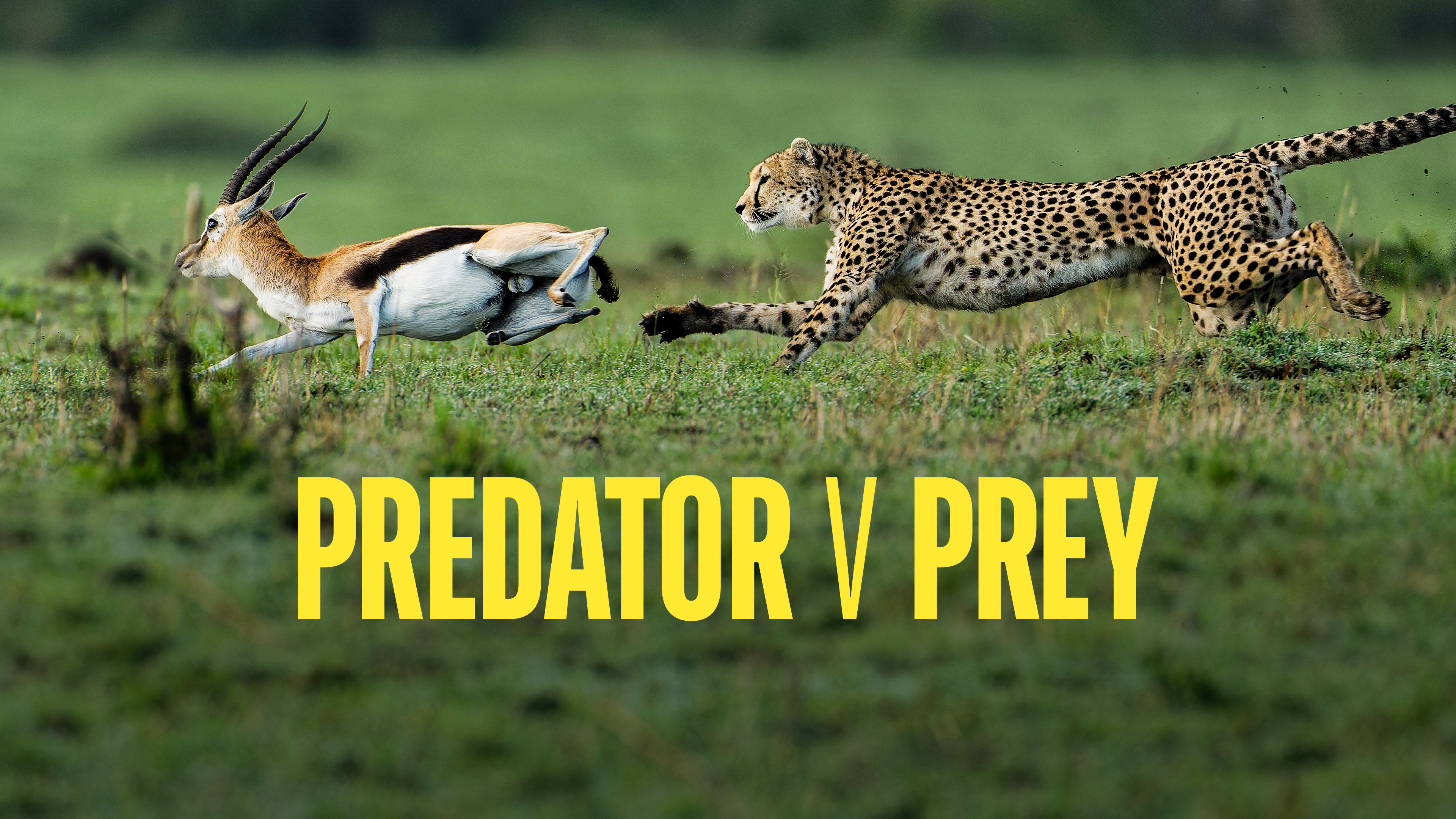 Watch Predator v Prey Streaming on Philo (Free Trial)