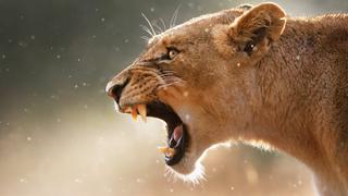 Lion Lion