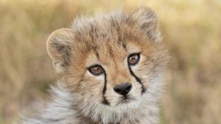 Cheetah Cheetah