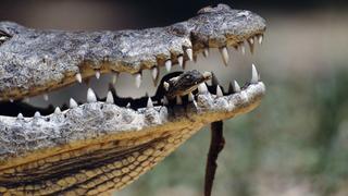 Crocodile Crocodile