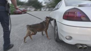 Live PD: Police Patrol K9