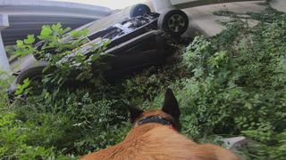 Live PD: Police Patrol K9