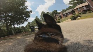 Live PD: Police Patrol K9