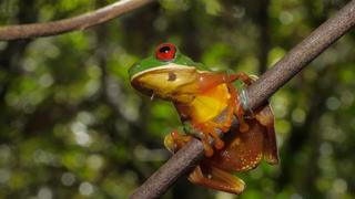 Extraordinary Ecosystems