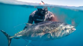 Southern Bluefin Tuna Epic Southern Bluefin Tuna Epic