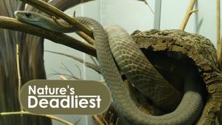 Nature's Deadliest