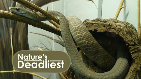 Nature's Deadliest