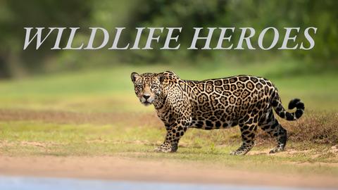 Wildlife Heroes